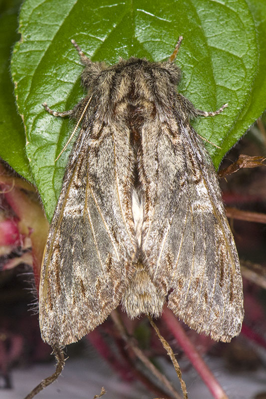 Peridea anceps - Notodontidae